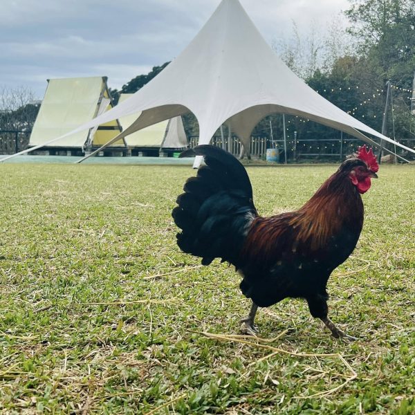 474991546_1198619245604817_4479370805073343869_n